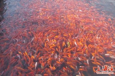 紅鯉魚的飼養(yǎng)方法：紅鯉魚的飼養(yǎng)條件和細(xì)節(jié)和細(xì)節(jié)：如何為紅鯉魚打造理想的魚缸 魚缸百科 第1張