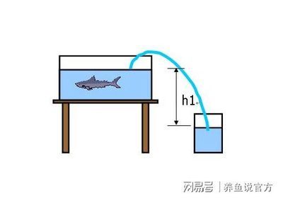 魚缸水質(zhì)管理的全面指南：w魚缸底砂過濾系統(tǒng)搭建高效的底砂過濾系統(tǒng)搭建方案 魚缸百科 第3張