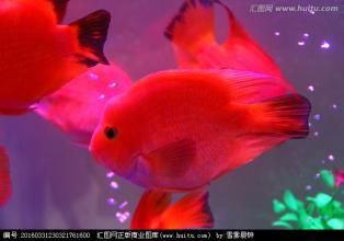 魚缸漏水怎么辦：diy修補(bǔ)魚缸漏水的原因及修補(bǔ)方法和修補(bǔ)方法 魚缸百科 第2張