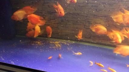 智能魚缸造景與生態(tài)平衡魚缸造景與生態(tài)平衡魚缸造景：如何排出底濾魚缸中的魚糞便 魚缸百科 第3張