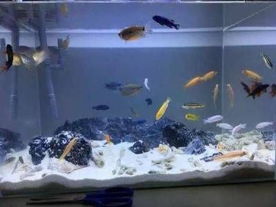 智能魚缸造景與生態(tài)平衡魚缸造景與生態(tài)平衡魚缸造景：如何排出底濾魚缸中的魚糞便 魚缸百科 第4張