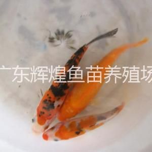 荷包鯉魚適合魚缸養(yǎng)殖嗎：荷包鯉魚的飼養(yǎng)技術(shù)