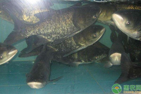 花鰱魚的生活習性及養(yǎng)殖方法：淡水湖泊生態(tài)揭秘花鰱魚生態(tài)揭秘花鰱魚養(yǎng)殖方法