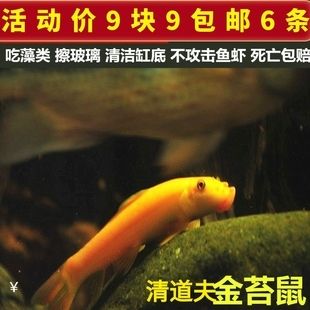 花椒鼠魚(yú)的繁殖技巧花椒鼠魚(yú)的繁殖技巧，花椒鼠魚(yú)的繁殖技巧：花椒鼠魚(yú)在水族箱中的作用 魚(yú)缸百科 第1張