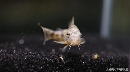 花椒鼠魚(yú)的繁殖技巧花椒鼠魚(yú)的繁殖技巧，花椒鼠魚(yú)的繁殖技巧：花椒鼠魚(yú)在水族箱中的作用 魚(yú)缸百科 第3張