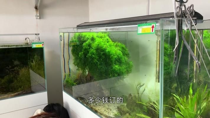 菏澤定陶魚缸定陶魚缸定做魚缸定做價格是多少錢：定陶區(qū)魚缸定陶魚缸定做魚缸定做價格是多少錢 魚缸百科 第3張