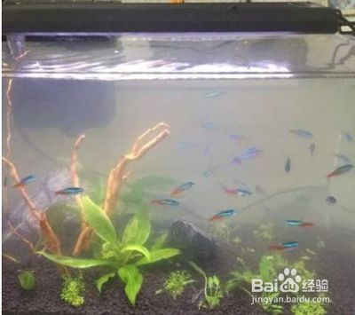 魚缸水質(zhì)管理技術解析：養(yǎng)魚新手入門指南