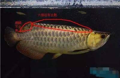 龍魚鑒別金龍魚的品質(zhì)鑒別攻略[2019-12]3.：如何鑒別龍魚的品質(zhì)？