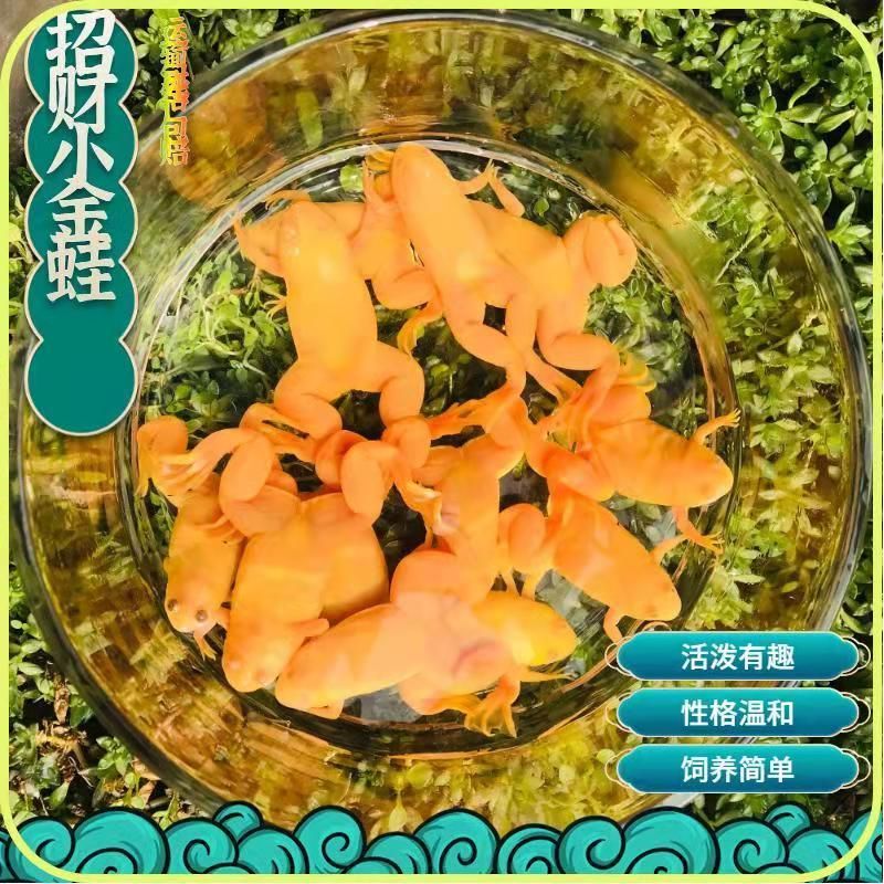 養(yǎng)小金龍魚需要注意多個方面的問題，確保它們的健康和美麗：養(yǎng)小金龍魚的注意事項 龍魚百科 第2張