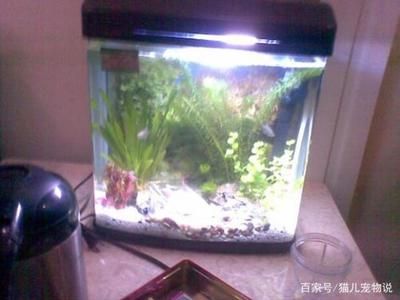 首次魚缸換水需要考慮到魚缸水質(zhì)的穩(wěn)定性和魚兒的生活習(xí)慣：養(yǎng)魚新手入門指南