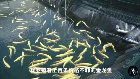 金龍魚賺錢為什么比農(nóng)夫山泉還難？：養(yǎng)殖金龍魚的經(jīng)濟效益受到市場需求、養(yǎng)殖技術(shù)、飼料成本等多種因素影響 龍魚百科 第1張