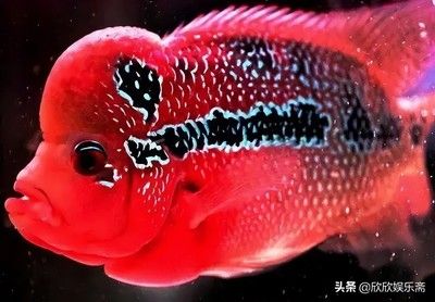 中國最貴的龍魚排行榜：中國最貴的十大龍魚品種排行榜(一條魚五百萬 龍魚百科 第3張