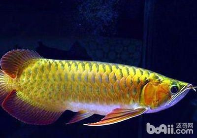 最大的龍魚(yú)品種是什么？：2019龍魚(yú)品種大全 龍魚(yú)百科 第3張