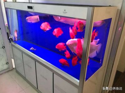 魚缸底濾魚缸與空氣缸原理底濾魚缸空氣缸制作方法：底濾魚缸與空氣缸空氣缸制作方法 魚缸百科 第1張