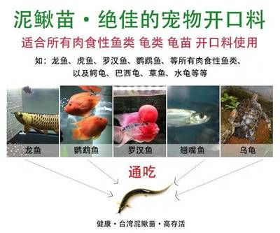 養(yǎng)龍魚賺錢嗎？：養(yǎng)殖龍魚有賺錢的機(jī)會嗎？ 龍魚百科 第3張