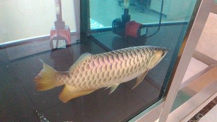 金龍魚多少錢一條？：金龍魚價格多少錢一條 龍魚百科 第1張