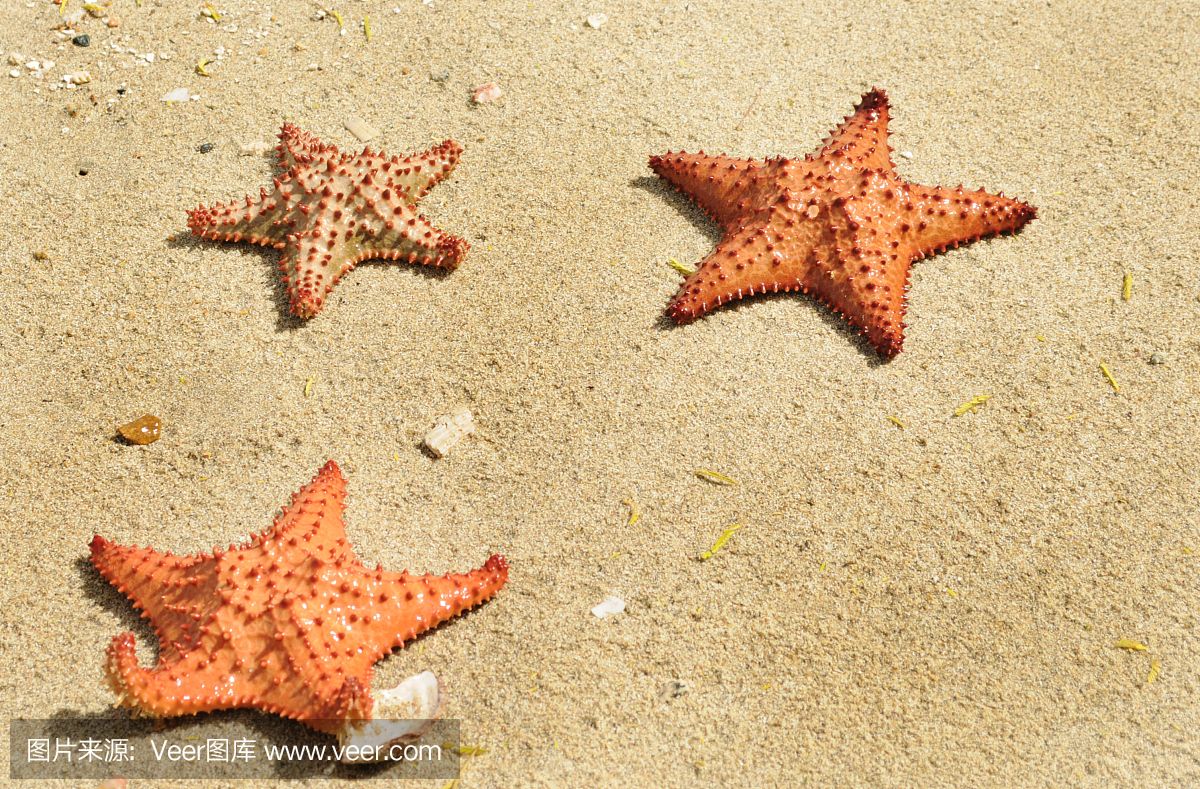 魚缸沙子的正確處理方法：淡水魚缸與海水魚缸的區(qū)別 魚缸百科 第1張