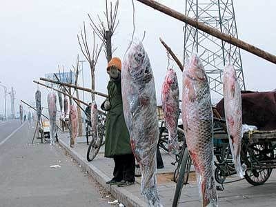 世界上最貴的龍魚排名前十的列表：雪龍,-,：世界上最貴的龍魚排名前十 龍魚百科 第3張