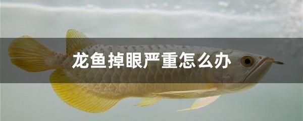 預(yù)防龍魚掉眼的建議：如何防止龍魚掉眼 龍魚百科 第3張