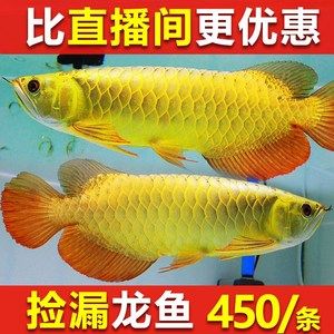 紅龍觀賞魚多少錢一條：最便宜的紅龍魚苗價格是多少