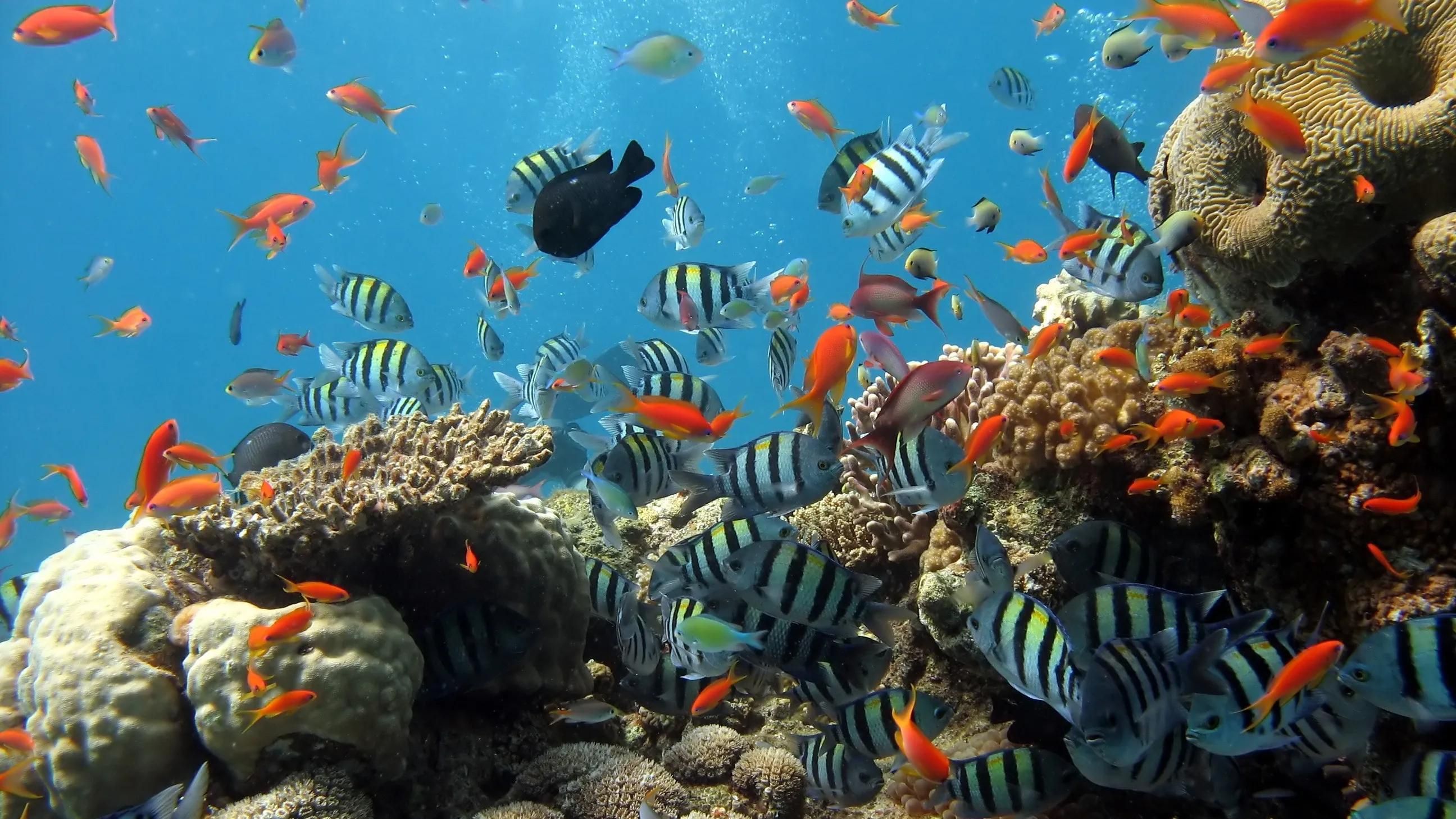 海沙魚缸養(yǎng)淡水魚時需要考慮到魚的習(xí)性和對水質(zhì)要求：如何選擇適合海沙魚缸的淡水魚 魚缸百科 第3張