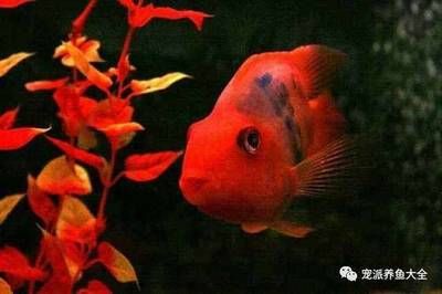 觀賞魚缸養(yǎng)魚注意事項：觀賞魚缸養(yǎng)魚注意事項：根據(jù)搜索結果整理的觀賞魚缸養(yǎng)魚注意事項 魚缸百科 第3張