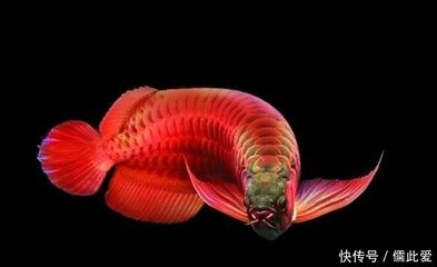 養(yǎng)殖龍魚的利潤空間有多大？：養(yǎng)殖龍魚的利潤空間受到多種因素影響，養(yǎng)殖龍魚的利潤空間不大 龍魚百科 第3張