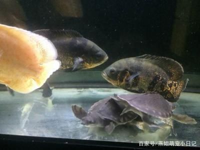 招財(cái)魚與龍魚混養(yǎng)是否會(huì)打架是一個(gè)需要注意的問題：招財(cái)魚與龍魚混養(yǎng)會(huì)打架嗎