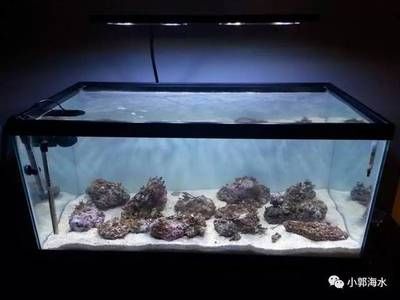 海水缸改造的步驟與技巧：如何將海水缸改造成淡水魚缸？