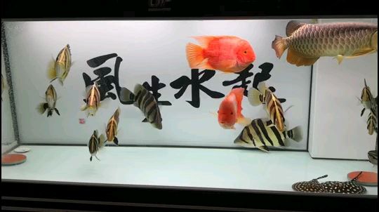 趙國(guó)公子鵬：魚大了密度更大，徘徊：密度大否,如魚得水g評(píng)論：多大缸,贏在江湖評(píng)論：大了就擠了 觀賞魚論壇