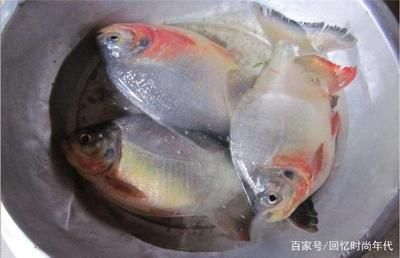 紅鯧魚在魚缸中養(yǎng)殖有幾個優(yōu)勢，觀賞魚的選擇指南：紅鯧魚可以養(yǎng)在魚缸中嗎 魚缸百科 第1張