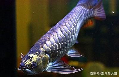 養(yǎng)三條金龍魚在風(fēng)水上是寓意好：養(yǎng)三條金龍魚在風(fēng)水上是否寓意好 龍魚百科 第1張