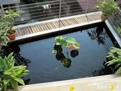 如何在魚池中養(yǎng)龍魚的詳細信息：魚池里也可以養(yǎng)龍魚：關于養(yǎng)龍魚的詳細信息 龍魚百科 第3張