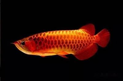 紅龍魚(yú)苗的挑選圖解(紅龍魚(yú)苗怎么挑選：如何挑選紅龍魚(yú)苗 龍魚(yú)百科 第3張