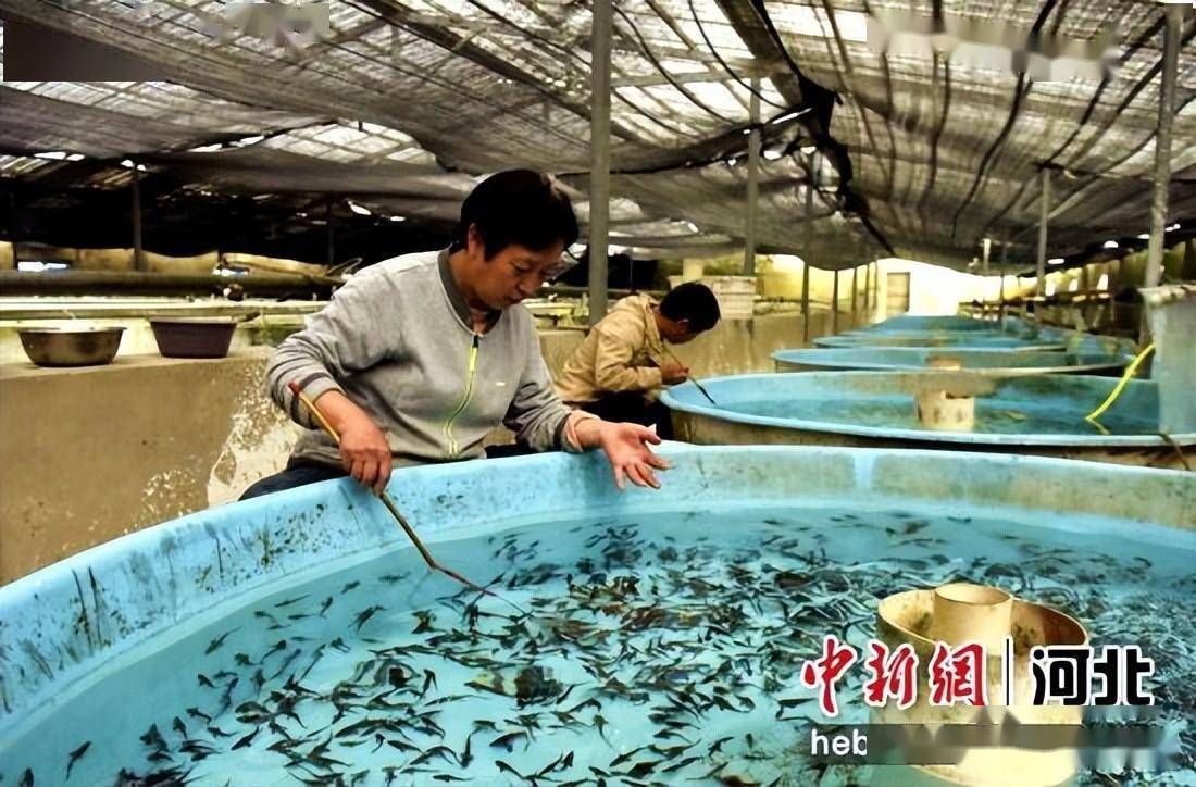 養(yǎng)殖龍魚賺錢嗎：養(yǎng)殖龍魚有可能賺錢嗎養(yǎng)殖龍魚的金魚賺錢嗎