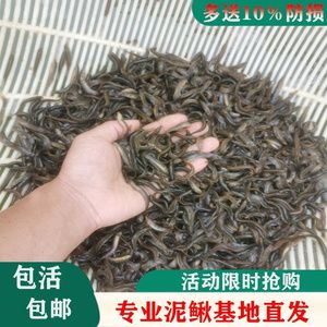 龍魚養(yǎng)殖的成本與利潤：養(yǎng)殖龍魚的成本與利潤 龍魚百科 第3張