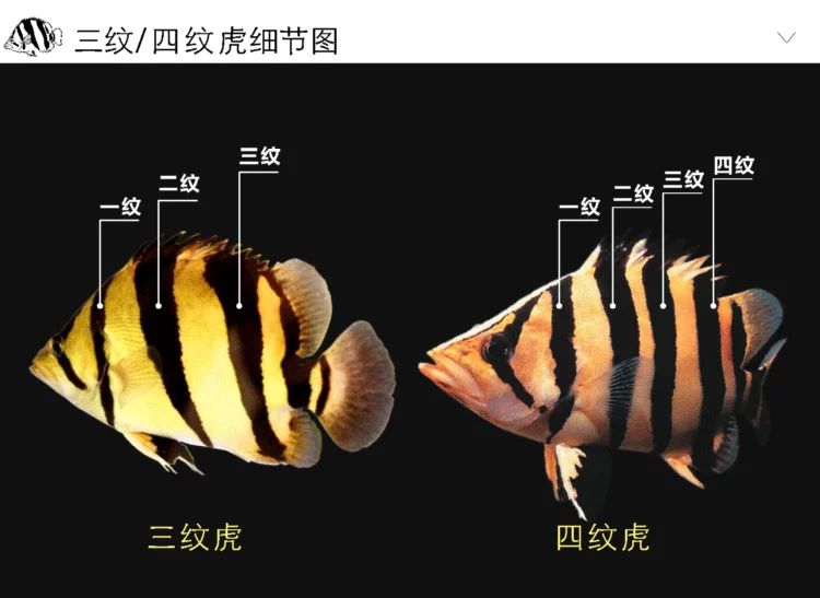 印尼紅龍魚品種及特點：關于印尼紅龍魚品種及其特點的詳細介紹 龍魚百科 第3張