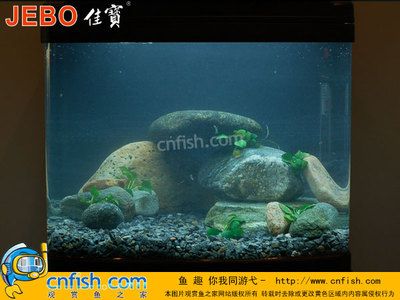 鯛魚(yú)魚(yú)缸造景的基本步驟和方法：鯛魚(yú)魚(yú)缸造景方法視頻 魚(yú)缸百科 第1張