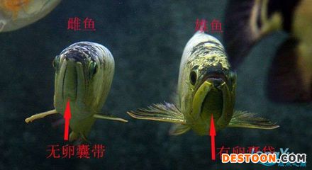 金龍魚怎么分公母金龍魚公母區(qū)分公母圖解：如何區(qū)分金龍魚公母 龍魚百科 第3張