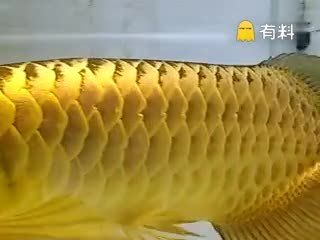 關(guān)于一條金龍魚的電影問答：一條金龍魚的電影