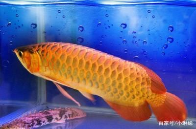 金龍魚是什么魚？多少錢一條？：金龍魚是什么魚