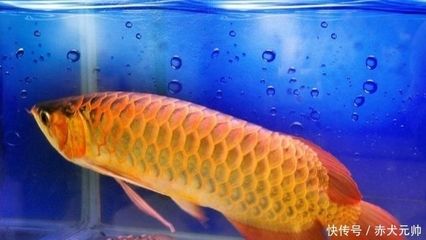 金龍魚是什么魚？多少錢一條？：金龍魚是什么魚