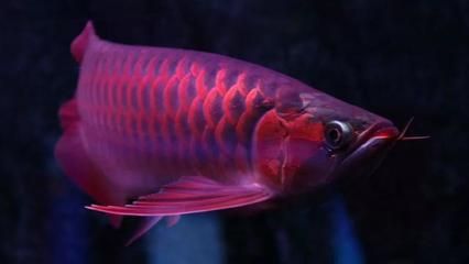 野生龍魚的天敵是什么龍魚的天敵是什么龍的天敵是什么：關(guān)于野生龍魚的天敵問題