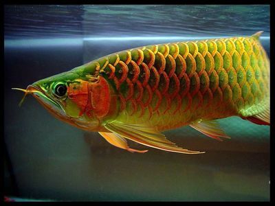 野生龍魚(yú)的天敵是什么龍魚(yú)的天敵是什么龍的天敵是什么：關(guān)于野生龍魚(yú)的天敵問(wèn)題 龍魚(yú)百科 第2張