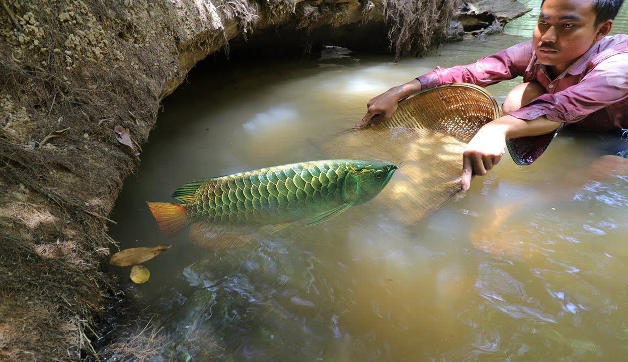 野生龍魚的天敵是什么龍魚的天敵是什么龍的天敵是什么：關(guān)于野生龍魚的天敵問題