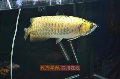 一條成年金龍魚多少錢 龍魚百科 第3張