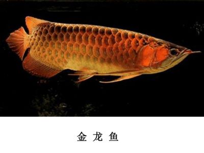 最小的金龍魚(yú)品種是澳洲星點(diǎn)龍,也叫作點(diǎn)金或草金或草金：最小的金龍魚(yú)品種是哪種？