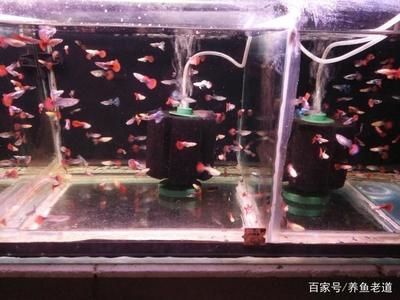 魚缸水渾濁怎么辦？：鳳尾魚魚缸水渾濁怎么辦 魚缸百科 第1張