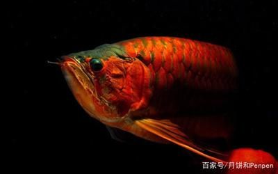 養(yǎng)龍魚(yú)需要氧氣泵嗎？：養(yǎng)一只龍魚(yú)不使用氧氣泵在理論上可能是可能的 龍魚(yú)百科 第3張