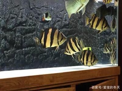 養(yǎng)龍魚有什么好處？：養(yǎng)殖龍魚有什么好處？ 龍魚百科 第3張